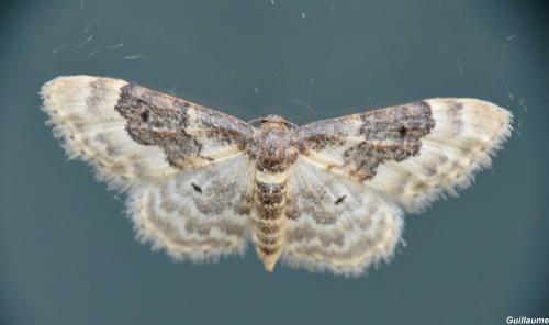 Réf. 167 991 : Idaea rusticata
