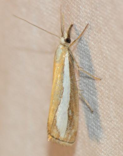 Réf. 167 971 : Catoptria margaritella