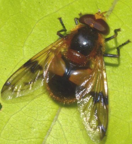 Volucella inflata