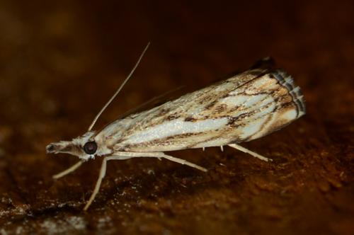 Réf. 167 964 : Catoptria falsella