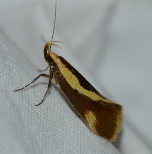 Harpella forficella