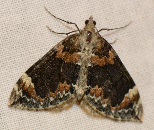 Dysstroma citrata
