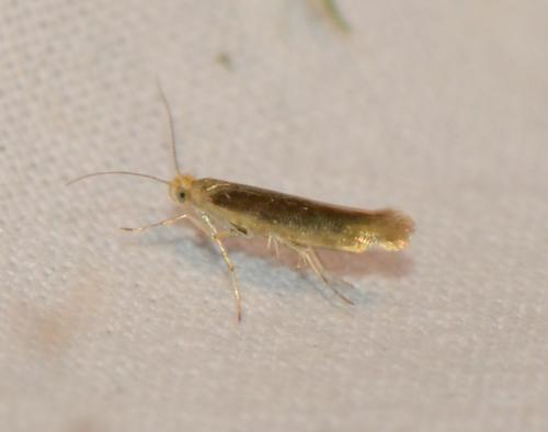 Réf. 167 573 : Argyresthia sp.