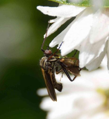 Empis tessellata