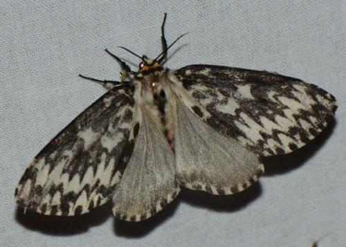 Lymantria monacha