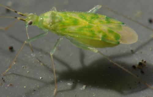 Réf. 167 066 : Malacocoris chlorizans