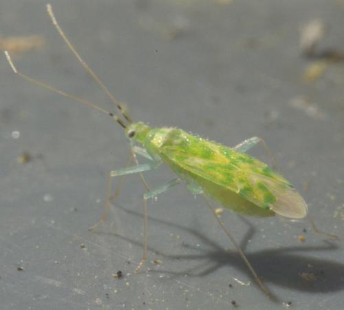 Malacocoris chlorizans