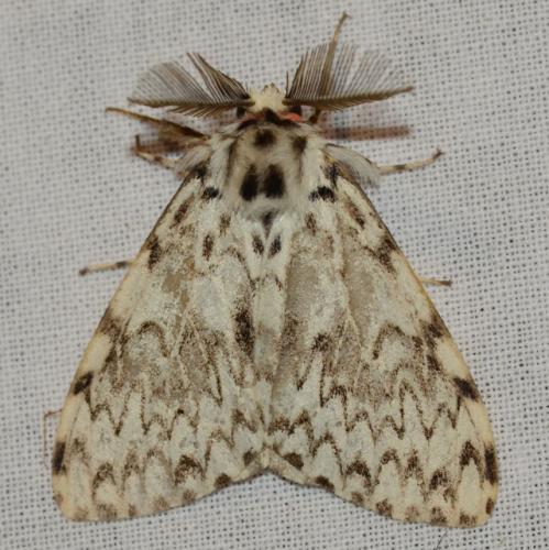 Lymantria monacha