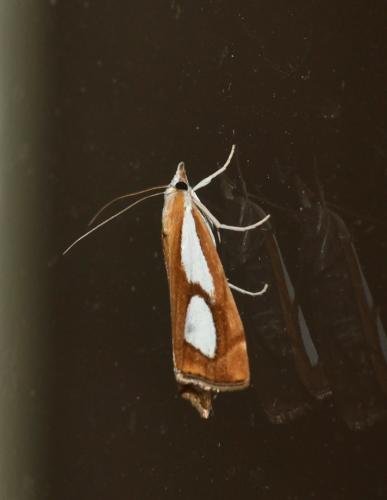 Réf. 167 337 : Catoptria pinella