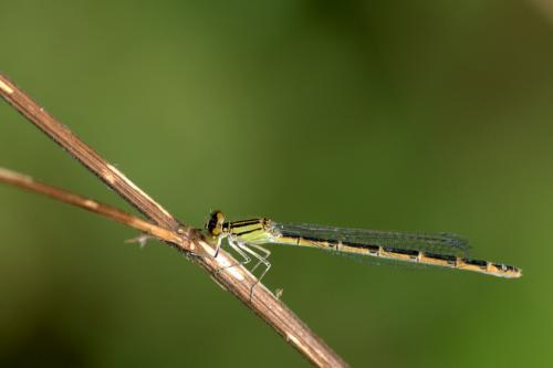 Enallagma cyathigerum