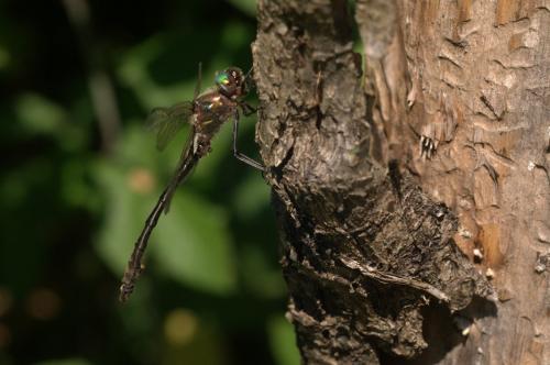 Oxygastra curtisii
