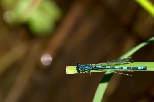 Réf. 167 920 : Coenagrion mercuriale