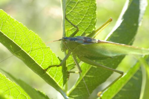 Tettigonia viridissima