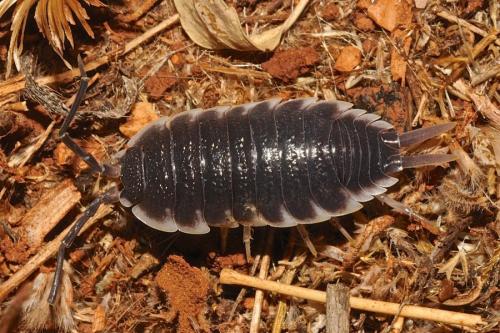 Porcellio sp.