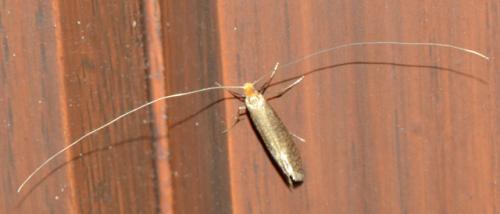 Nematopogon adansoniella