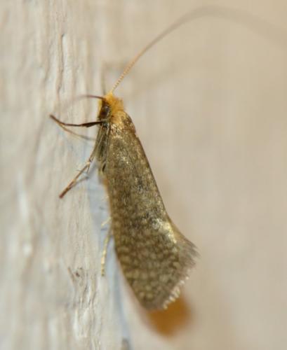Nematopogon adansoniella