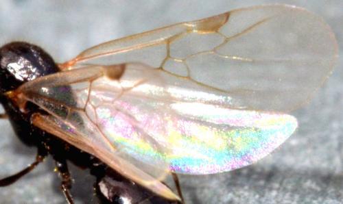 Solenopsis sp.