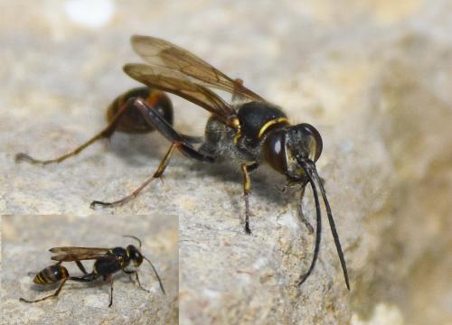 Réf. 167 092 : Sceliphron curvatum