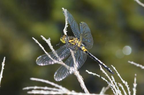 Leucorrhinia dubia