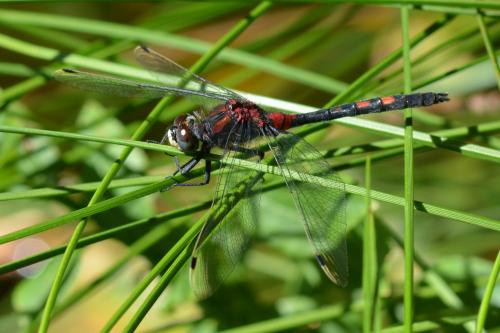 Leucorrhinia dubia