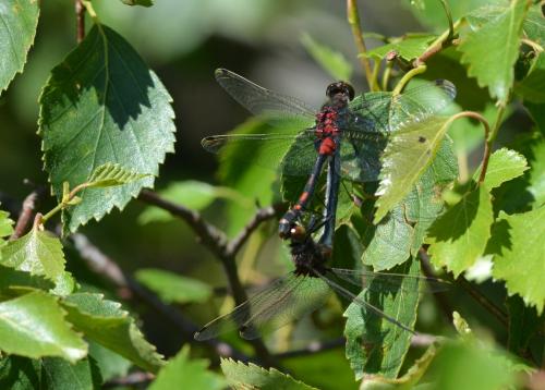 Leucorrhinia dubia