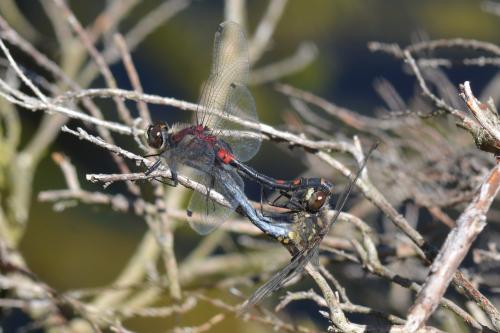 Leucorrhinia dubia