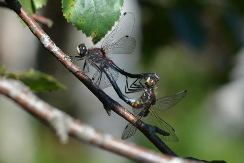Leucorrhinia dubia