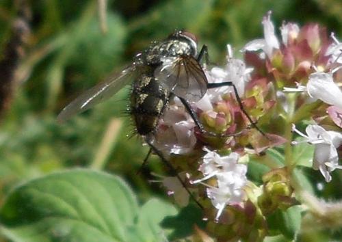 Dinera sp.