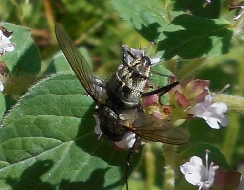 Dinera sp.