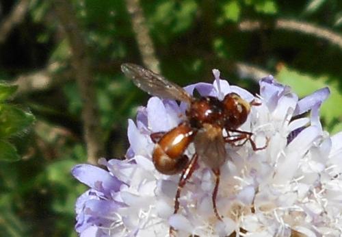 Réf. 167 246 : Sicus sp.