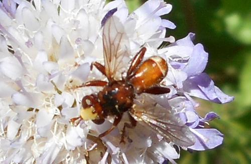 Réf. 167 242 : Sicus sp.