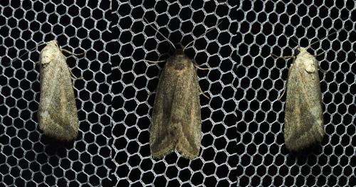 Phyllophila obliterata