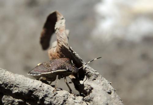 Réf. 167 345 : Holcostethus albipes