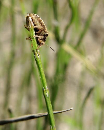 Neottiglossa lineolata