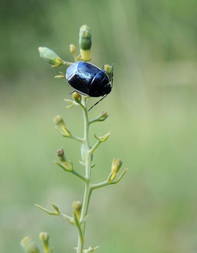 Canthophorus dubius
