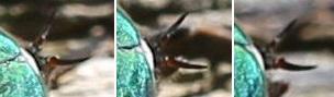 Philipomyia aprica