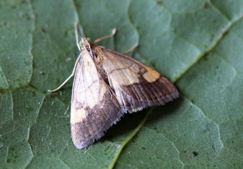 Réf. 167 933 : Evergestis limbata