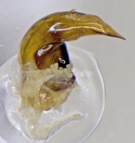 Pterostichus pumilio