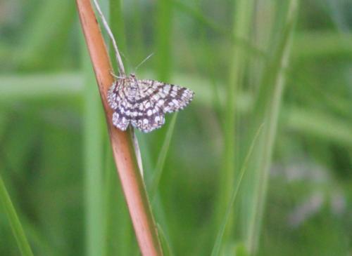 Chiasmia clathrata