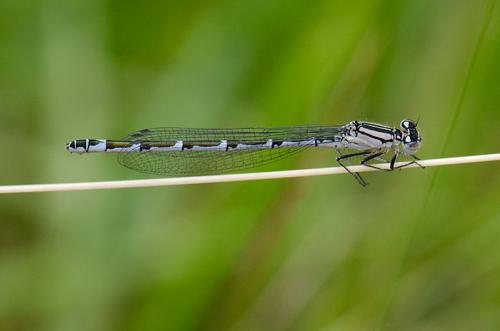 Enallagma cyathigerum