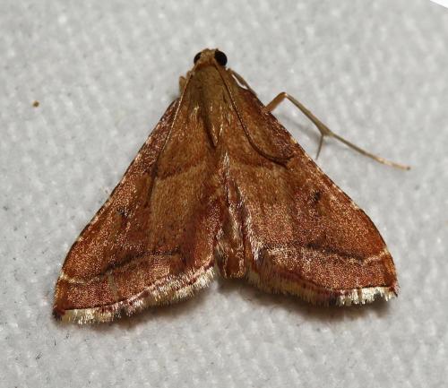 Réf. 167 463 : Endotricha flammealis