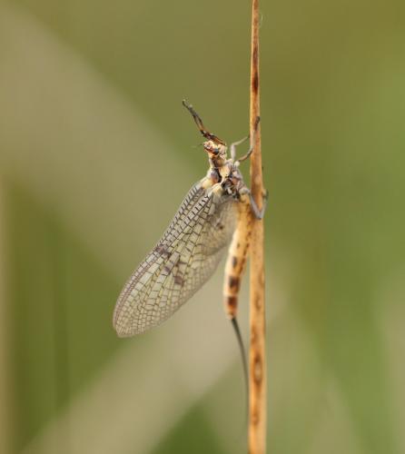 Ephemera danica