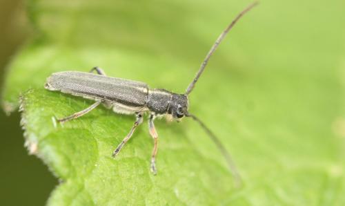 Phytoecia cylindrica