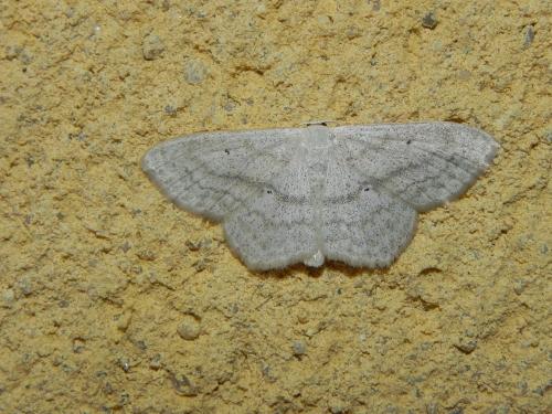 Réf. 167 067 : Scopula nigropunctata