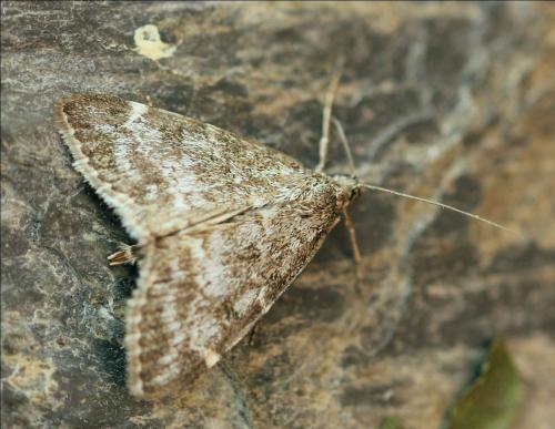 Evergestis sophialis