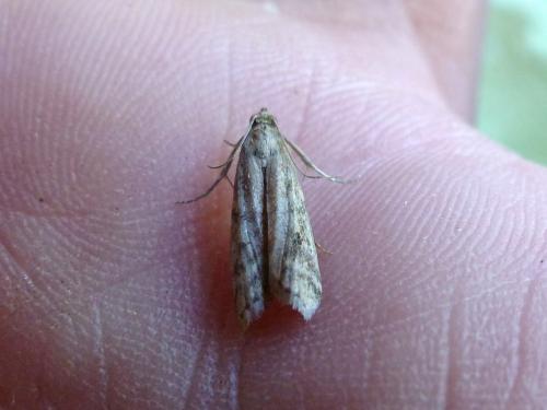 Ephestia sp.