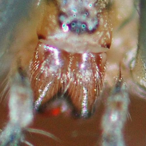 Réf. 167 390 : Eratigena agrestis