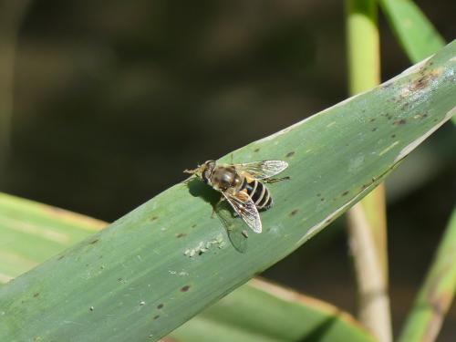 Eristalis arbustorum