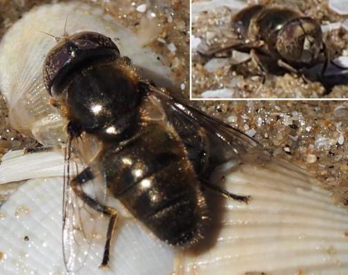 Réf. 167 504 : Eristalinus aeneus