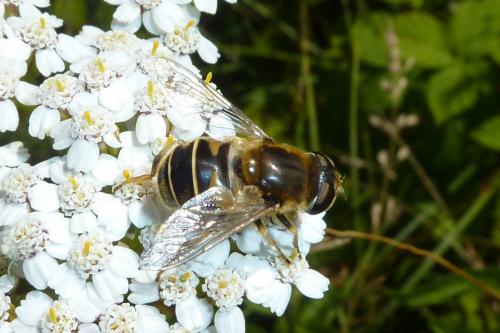 Eristalis nemorum